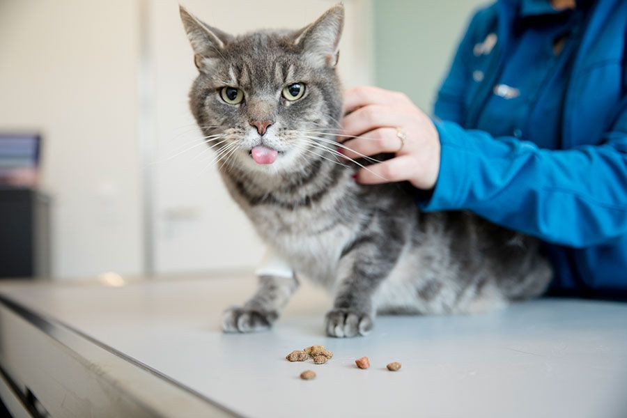 Katze richtig ernähren
